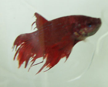 Аквариумная рыбка Петушок: фото, содержание, кормление.